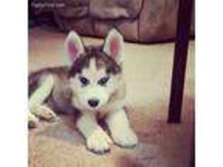 Siberian Husky Puppy for sale in Cohoes, NY, USA