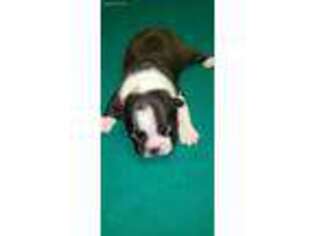 Boston Terrier Puppy for sale in Bozeman, MT, USA