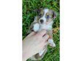 Miniature Australian Shepherd Puppy for sale in Hurst, TX, USA