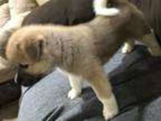 Akita Puppy for sale in Lockport, NY, USA