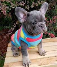 French Bulldog Puppy for sale in Whiting, IN, USA