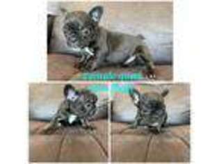 French Bulldog Puppy for sale in Hope, IN, USA