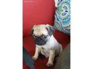 Pug Puppy for sale in Durant, OK, USA
