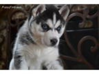 Siberian Husky Puppy for sale in Greenville, MO, USA
