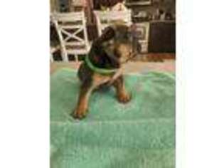 French Bulldog Puppy for sale in Ashland, MO, USA