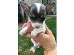 Chihuahua Puppy for sale in Mohnton, PA, USA