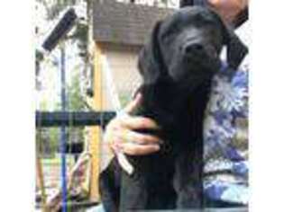 Mastiff Puppy for sale in Dunnellon, FL, USA