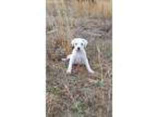 Dogo Argentino Puppy for sale in Center Ridge, AR, USA