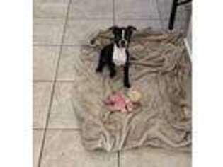 Boston Terrier Puppy for sale in Mansfield, TX, USA