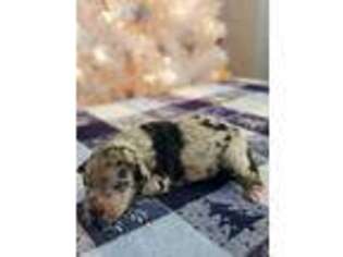 Miniature Australian Shepherd Puppy for sale in Columbus, OH, USA