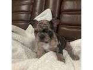 French Bulldog Puppy for sale in New Richmond, WI, USA