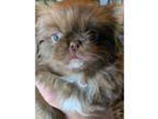 Pekingese Puppy for sale in Anthony, NM, USA