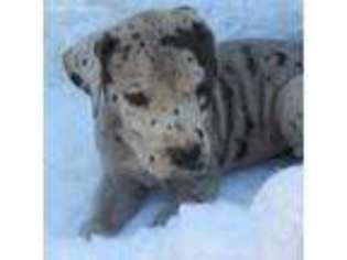 Great Dane Puppy for sale in Eufaula, OK, USA
