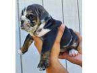 Bulldog Puppy for sale in Rio Grande City, TX, USA