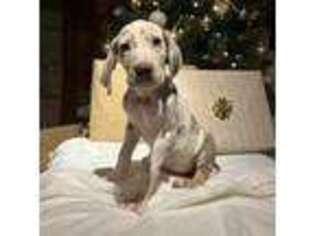 Great Dane Puppy for sale in Charlestown, RI, USA