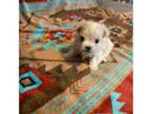 Maltese Puppy for sale in Weaverville, NC, USA