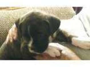Boxer Puppy for sale in Helena, MT, USA