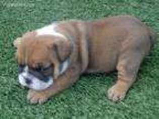 Bulldog Puppy for sale in Douglassville, PA, USA
