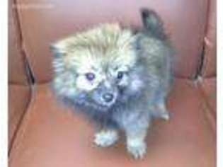 Pomeranian Puppy for sale in Saint Gabriel, LA, USA