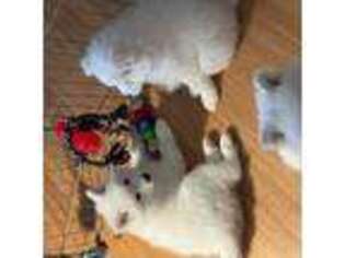 Samoyed Puppy for sale in Stafford, VA, USA