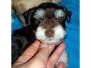 Mutt Puppy for sale in Altamonte Springs, FL, USA