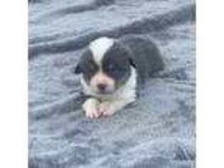 Pembroke Welsh Corgi Puppy for sale in Helmville, MT, USA