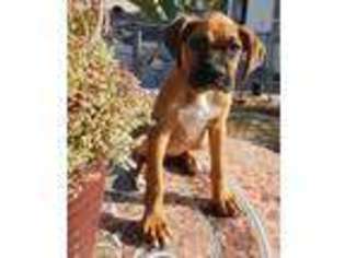 Boxer Puppy for sale in San Diego, CA, USA