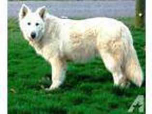 German Shepherd Dog Puppy for sale in BURNETTSVILLE, IN, USA