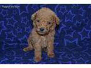 Goldendoodle Puppy for sale in Bloomington, IN, USA
