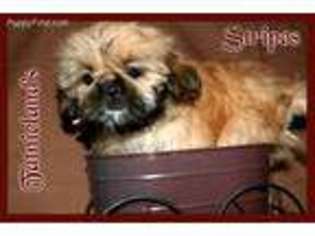 Mutt Puppy for sale in Wells, ME, USA