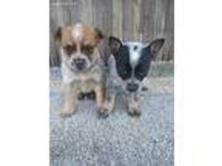 Australian Cattle Dog Puppy for sale in Alamosa, CO, USA