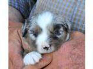 Miniature Australian Shepherd Puppy for sale in Tenmile, OR, USA