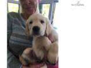 Golden Retriever Puppy for sale in Fort Worth, TX, USA