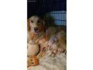 Golden Retriever Puppy for sale in Hartsville, SC, USA