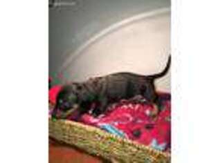 Dachshund Puppy for sale in Odell, NE, USA
