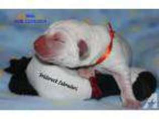 Labrador Retriever Puppy for sale in LAKE MILTON, OH, USA