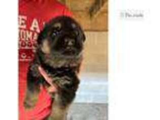German Shepherd Dog Puppy for sale in Fort Smith, AR, USA