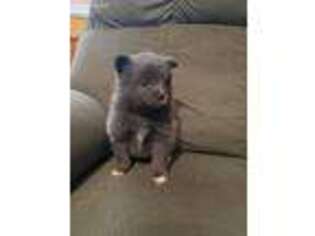Pomeranian Puppy for sale in Spencer, TN, USA
