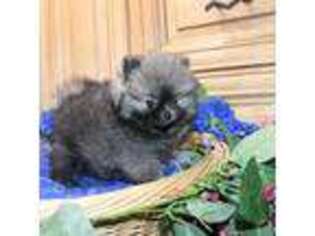 Pomeranian Puppy for sale in Colville, WA, USA