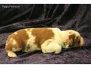 Miniature Australian Shepherd Puppy for sale in Beaverton, OR, USA