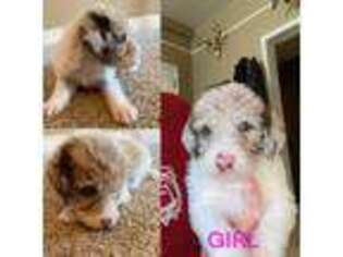 Labradoodle Puppy for sale in Tahlequah, OK, USA