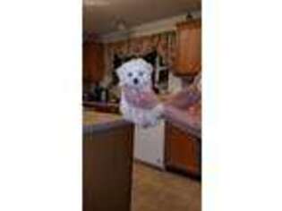 Maltese Puppy for sale in O Brien, FL, USA