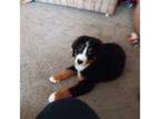 Bernese Mountain Dog Puppy for sale in Largo, FL, USA