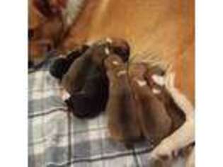 Pembroke Welsh Corgi Puppy for sale in Quinton, VA, USA