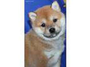 Shiba Inu Puppy for sale in Trego, WI, USA