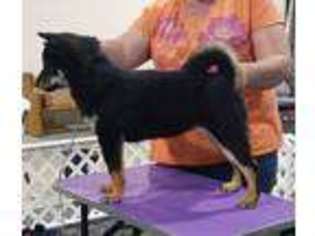 Shiba Inu Puppy for sale in Pawleys Island, SC, USA