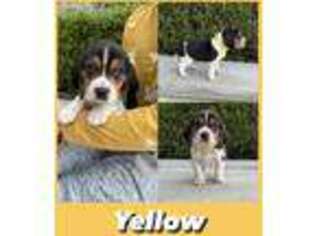 Beagle Puppy for sale in Bakersfield, CA, USA