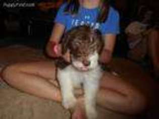 Mutt Puppy for sale in Herington, KS, USA