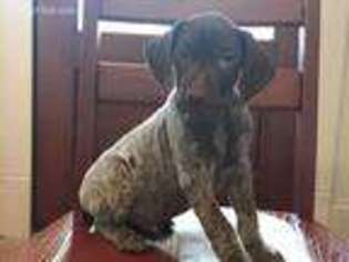 German Shorthaired Pointer Puppy for sale in Seneca, SC, USA