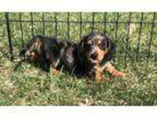 Dachshund Puppy for sale in Albany, WI, USA